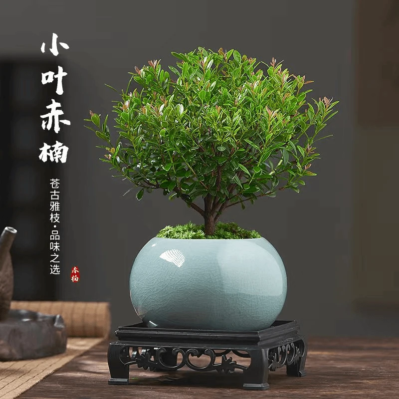 小叶赤楠厅新中式荀子室内花卉绿植精致小盆景植物客盆栽摆件老桩