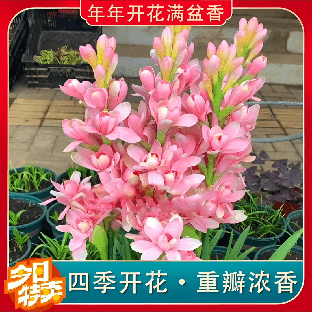 十芽！【晚香玉大种球】重瓣晚香玉四季开花多年生盆栽种球浓香花卉