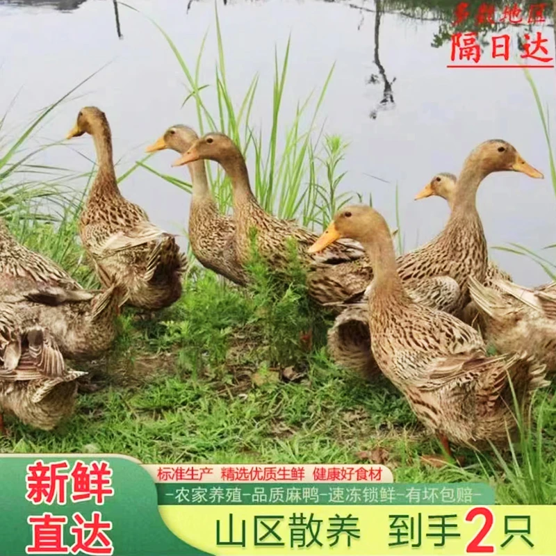 【拍一发二买一只送一只】冷链散养鸭子宰杀2只5斤带箱无内脏去爪