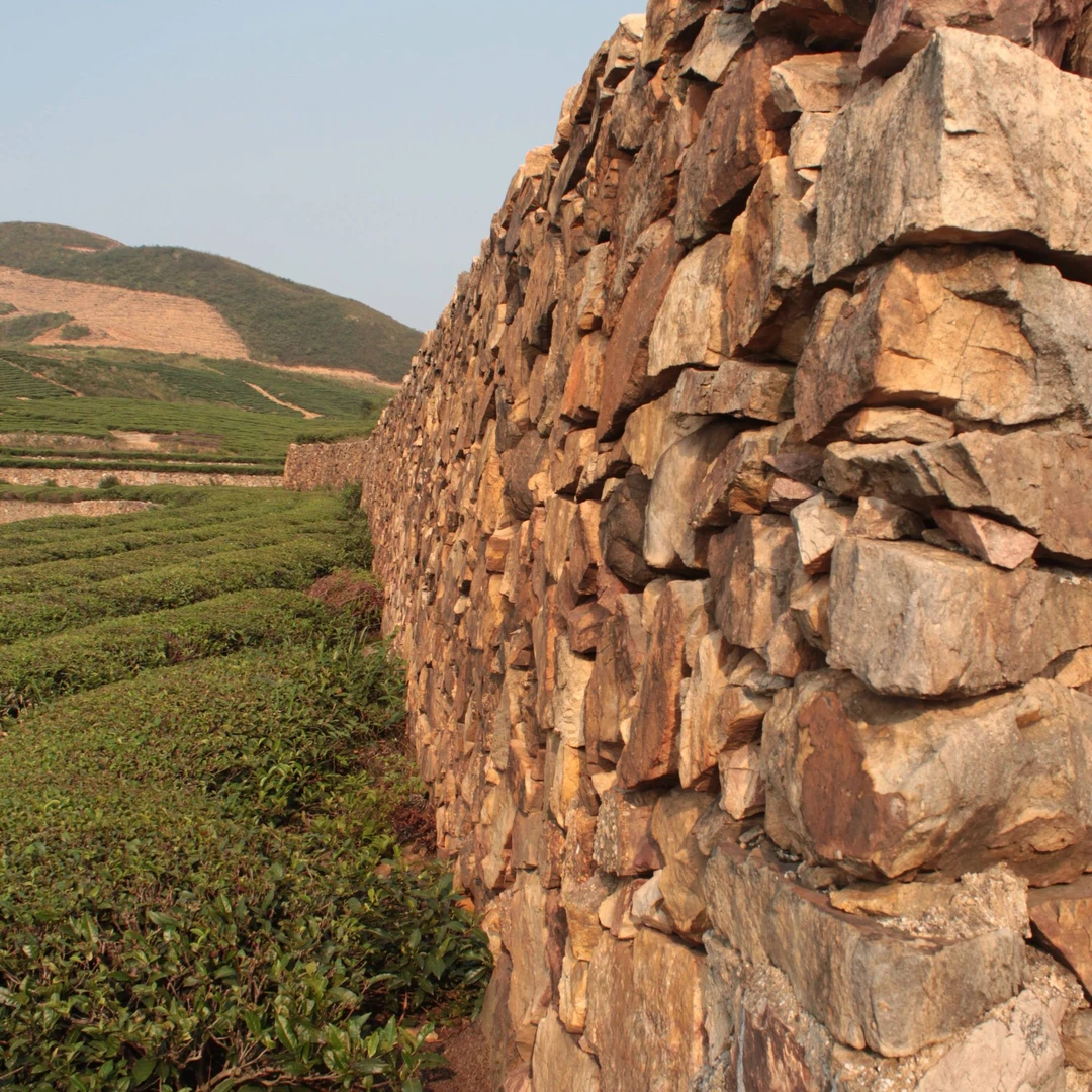 【重磅福利】高马牧野 传统安化黑茶