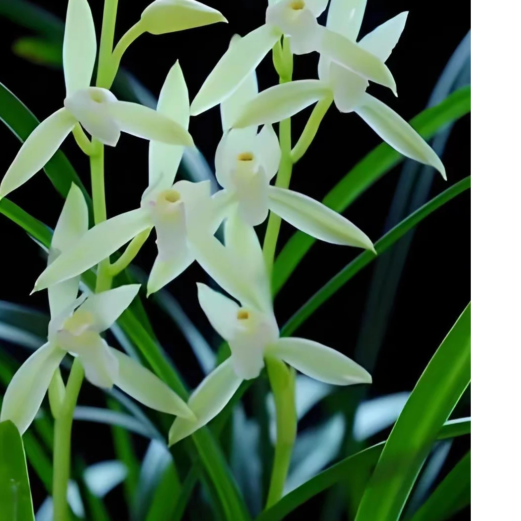 【一物一拍】建兰仁化白浓香型素花