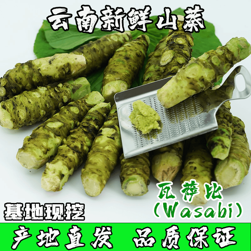 云南新鲜山葵根芥辣刺身日料佐料烤肉wasabi瓦萨比
