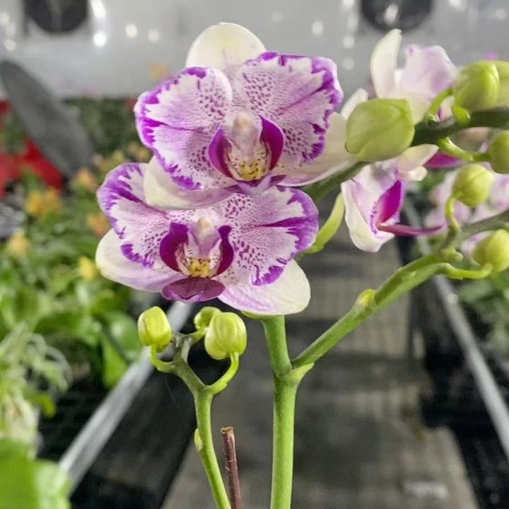 蝴蝶兰《凤梨酥》蝴蝶兰网红款办公室室内盆栽