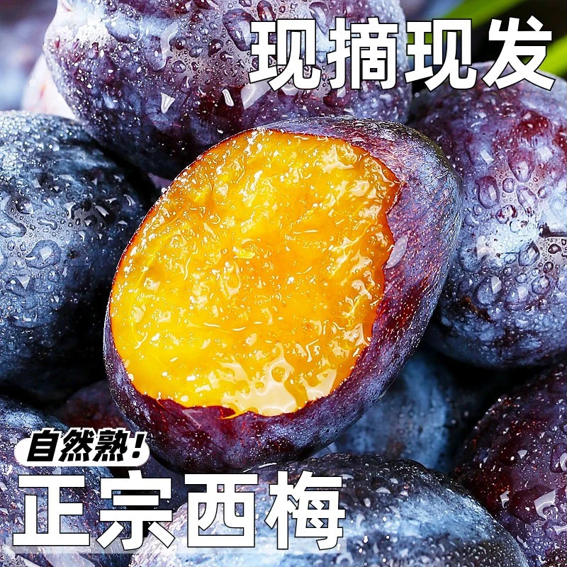 新鲜大西梅新鲜现摘四川汉源蓝蜜西梅时令应季水果李子坏果包赔