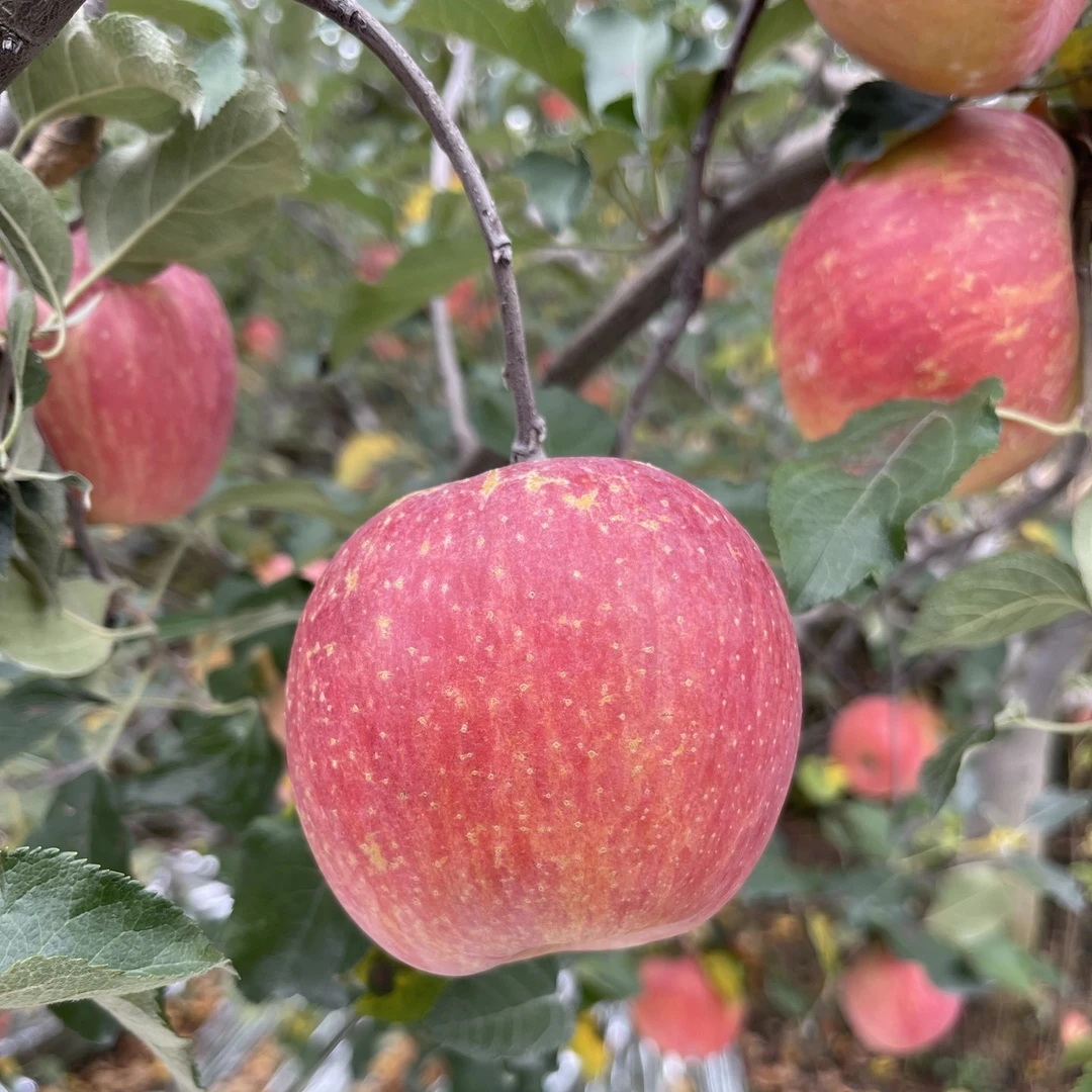 四川汉源苹果新鲜红富士水果脆甜香应季苹果带皮可吃直发