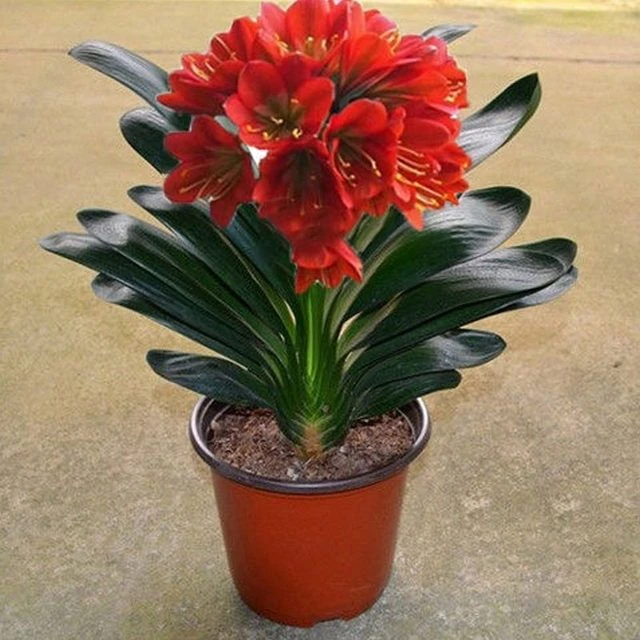 君子兰当年开花圆头油匠技师花脸