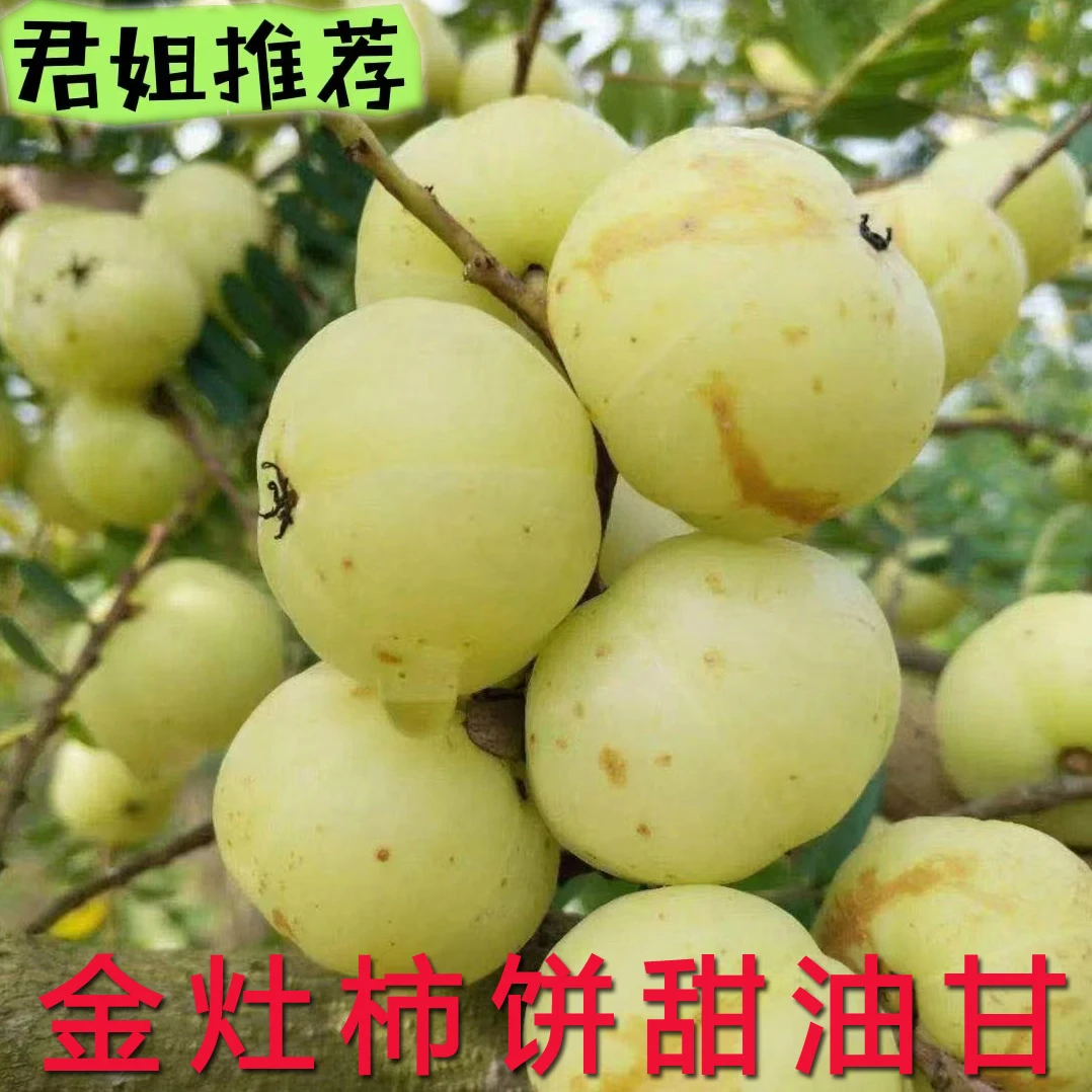 新鲜潮汕特色水果金灶鲜油甘橄榄果崩坎柿饼甜种大果生吃现摘现发