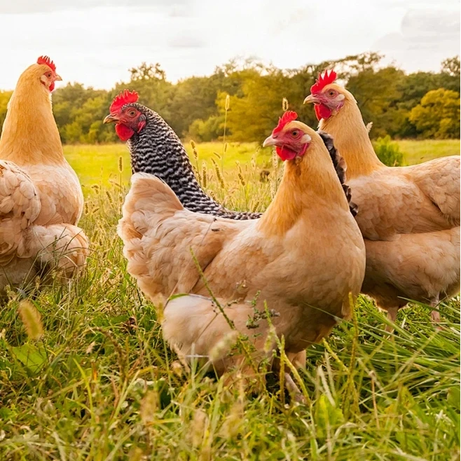 农家散养土鸡土鸭 包冰率不含冰