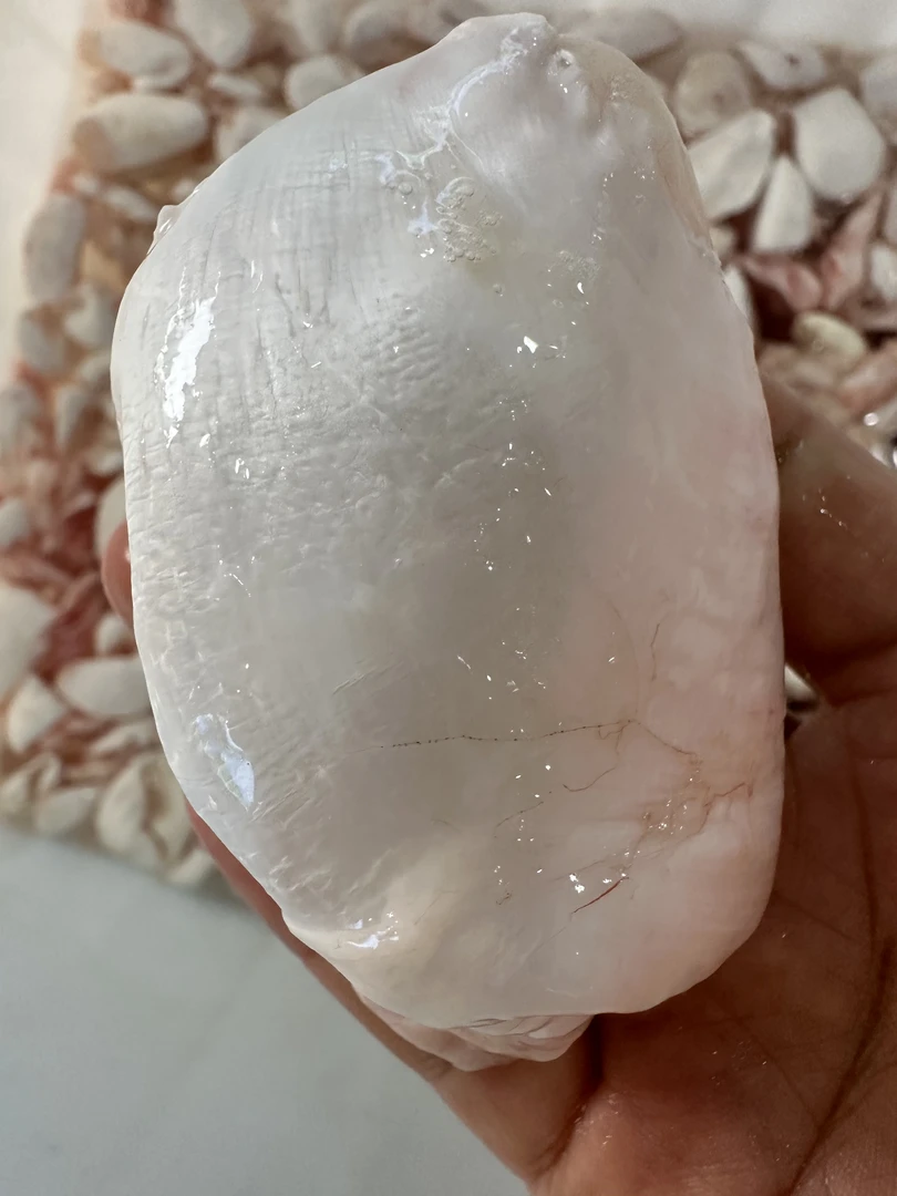 新鲜千岛湖胖头鱼鱼泡鱼胶顺丰包邮营养丰富