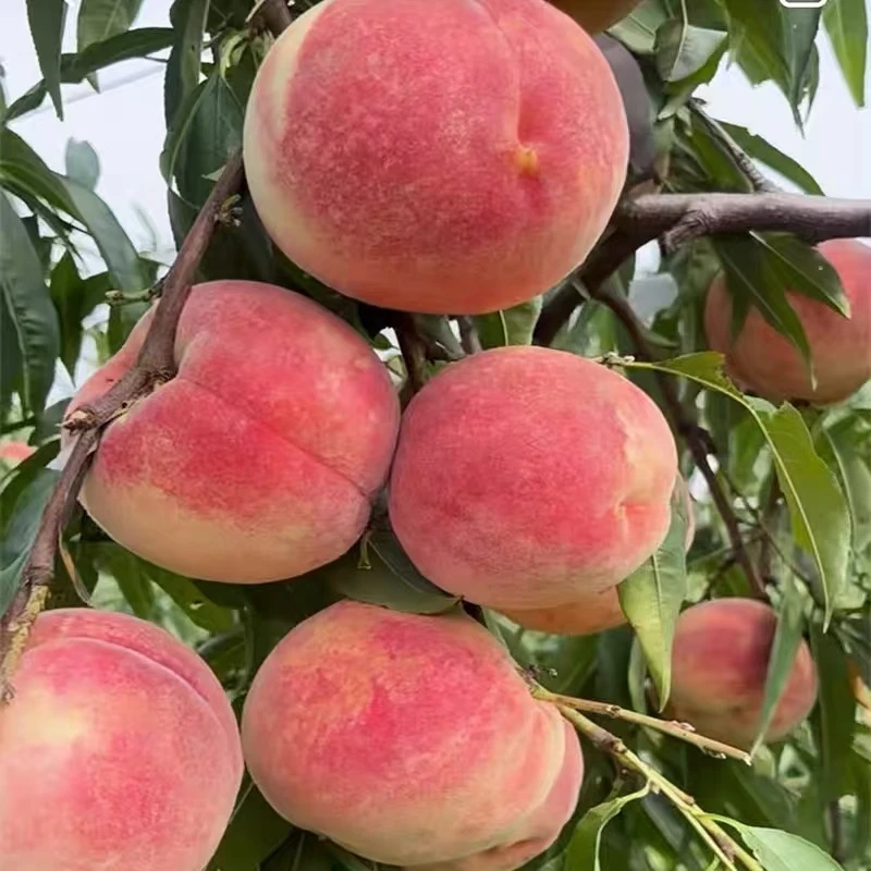 云南大理宾川冬桃毛桃新鲜水果整箱包邮