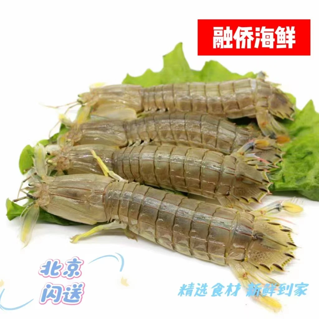 【中号皮皮虾】  皮皮虾 鲜活 虾爬子 爬虾 公母混发--一斤25条左右 显小勿拍