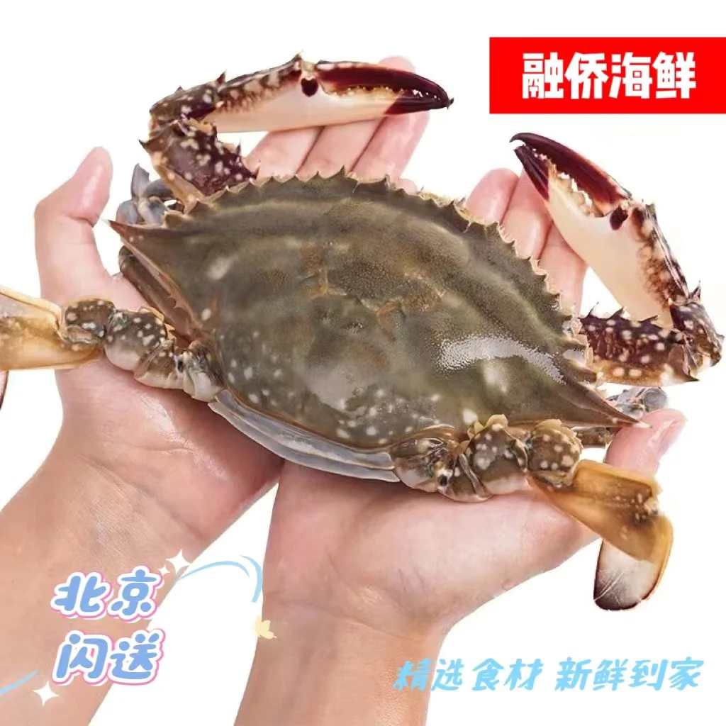 【特大号全公】蟹祖宗  鲜活 梭子蟹  海蟹 海鲜 北京