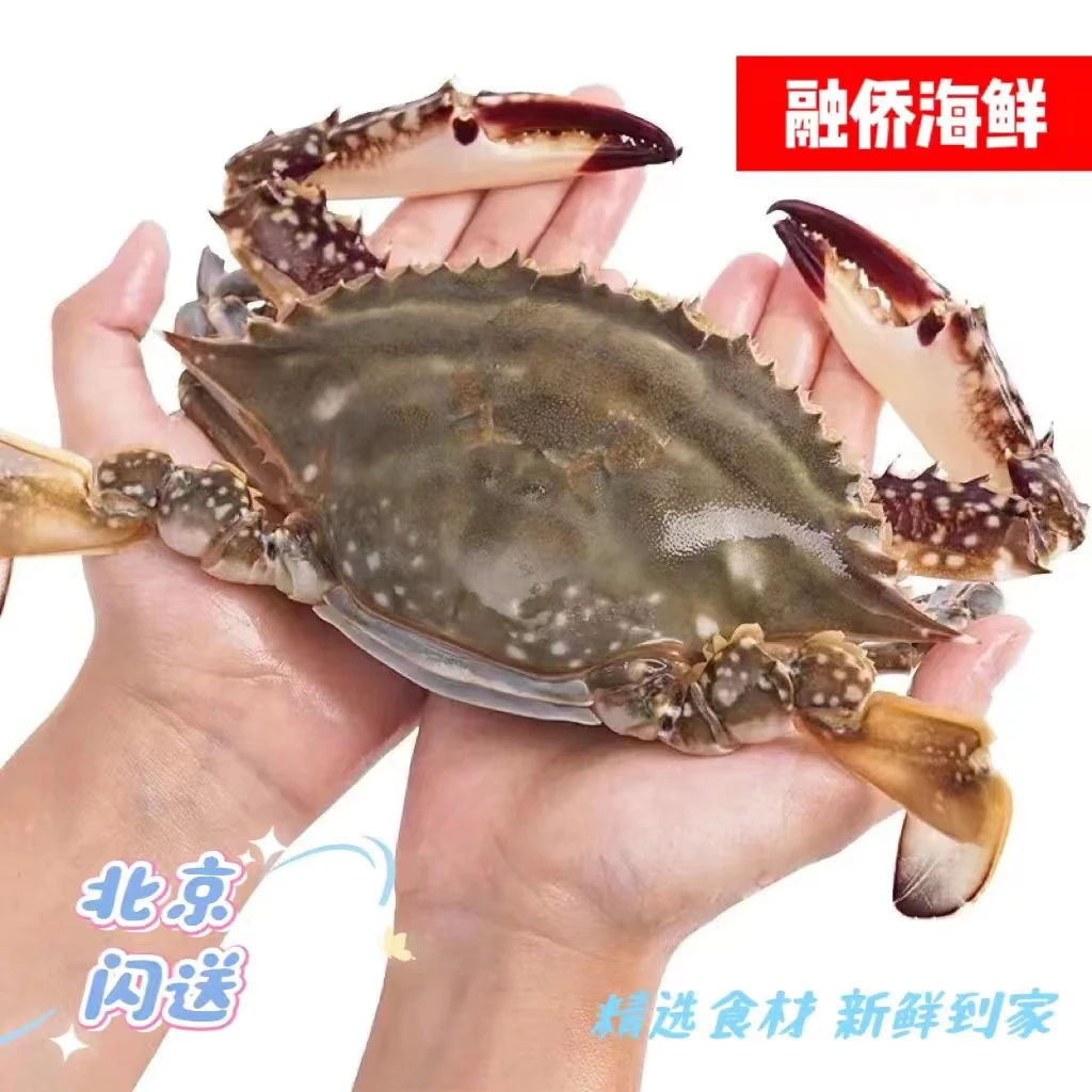 【中号公】 鲜活 梭子蟹 飞蟹 海蟹 海鲜 新鲜 螃蟹