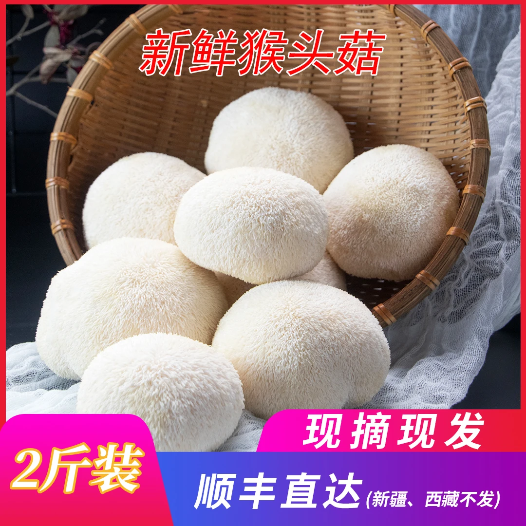2024年头茬新鲜猴头菇新鲜直达现摘现发高山古田鲜蘑菇2斤/4斤W