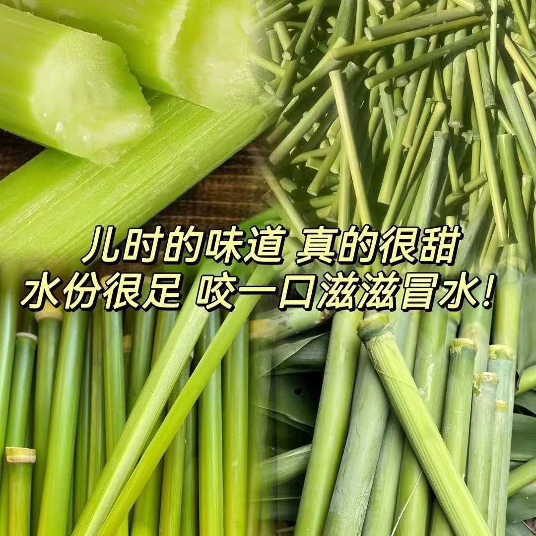 新鲜甜杆 甜芦粟东北甜杆正宗北方甜高粱微甜小时候味道2斤3斤