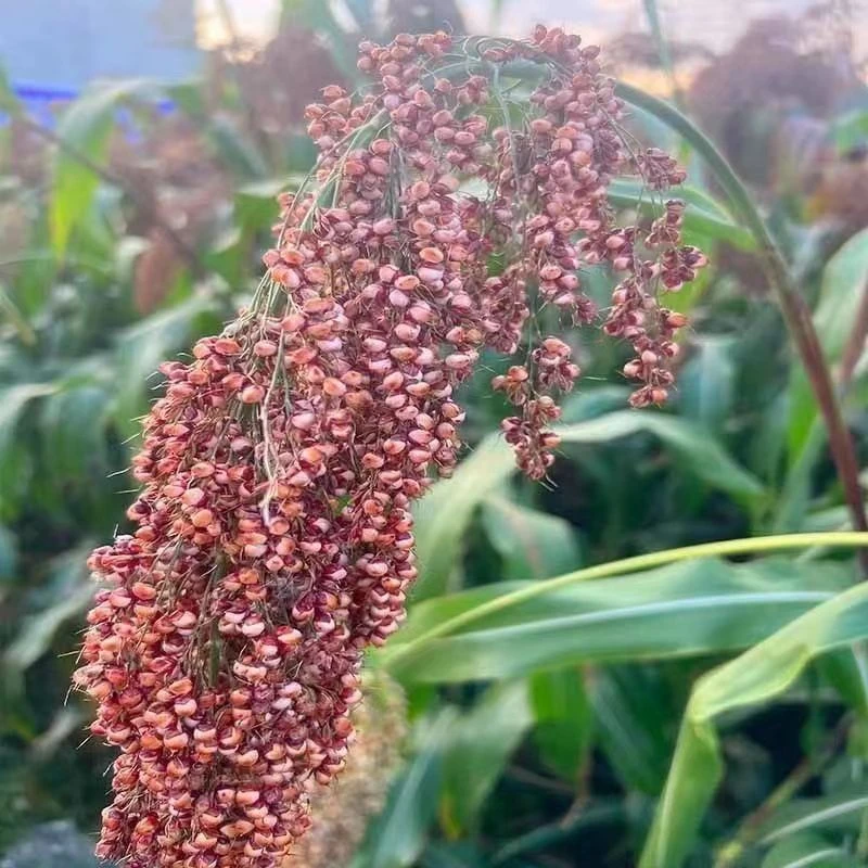 甜杆 甜到梢 甜棒 甜芦粟 甜杆杆 头