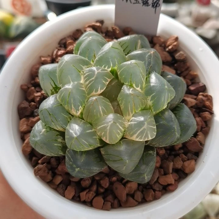 442号OM玉露锦 一物一拍 带盆土发货