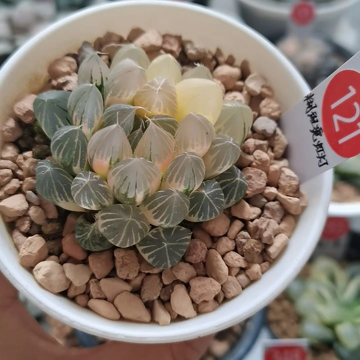 121号霓虹灯糊斑一物一拍带盆土发货