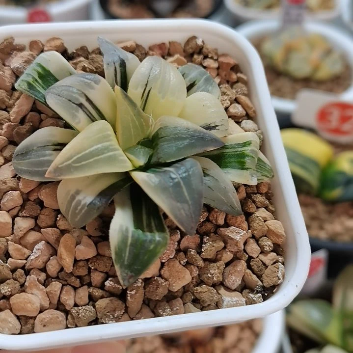 309号红纹寿锦 一物一拍带盆土发货