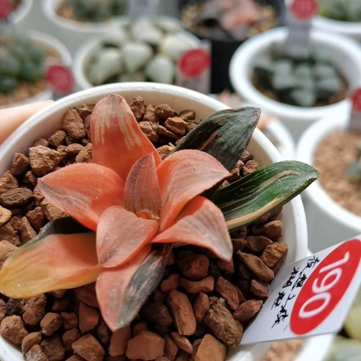 夜想之森 糊斑 一物一拍