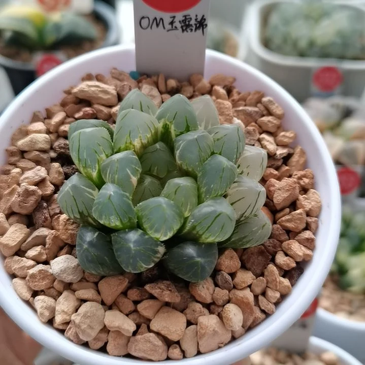 433号OM玉露锦 一物一拍 带盆土发货