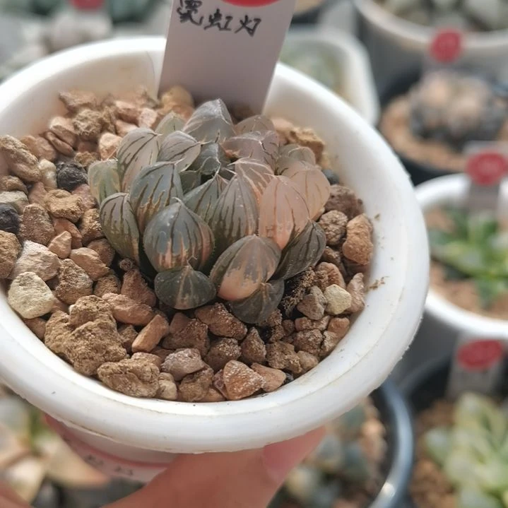 344号霓虹灯非组 一物一拍 带盆土发货