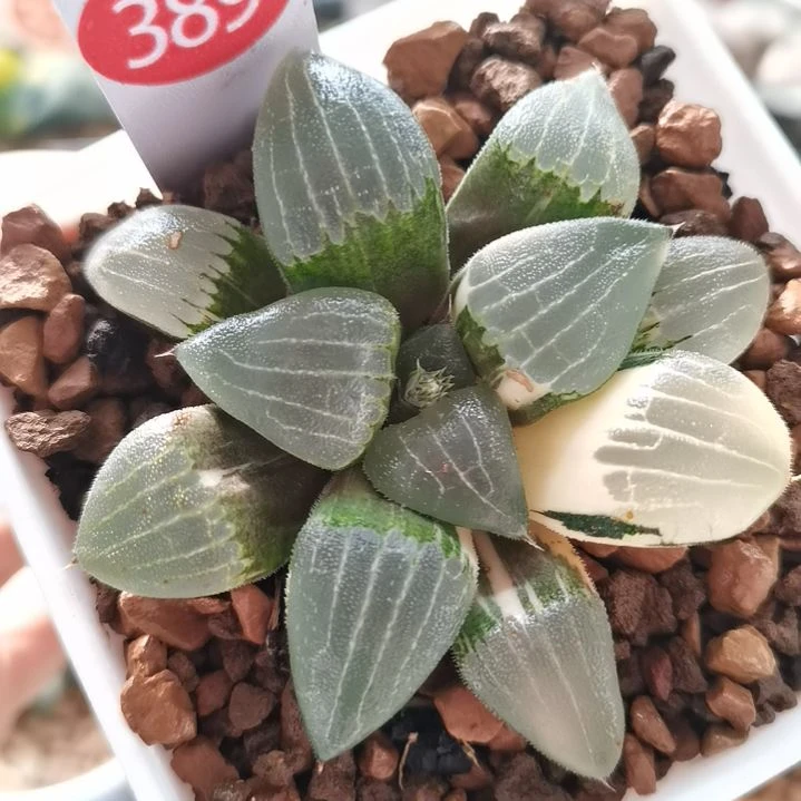 389号实生克锦 一物一拍 带盆土发货