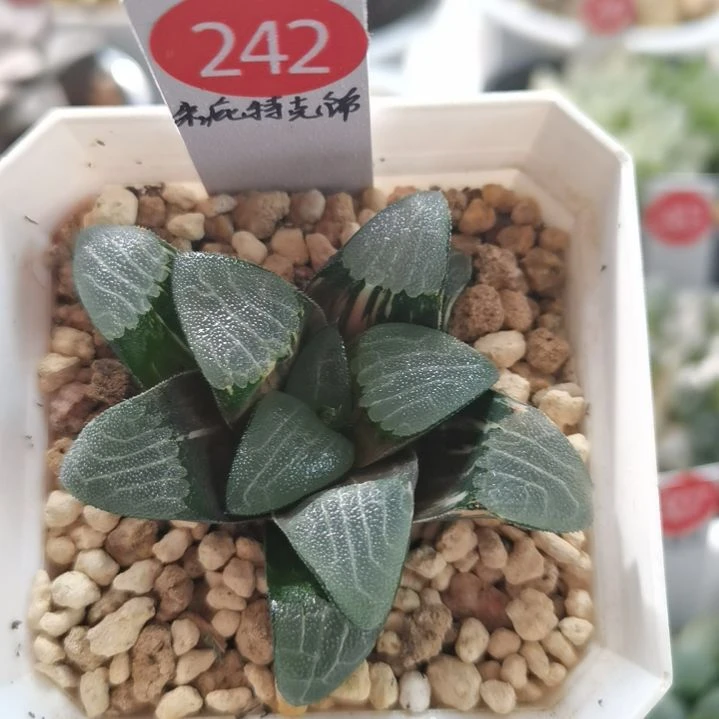 242号朱庇特克锦 一物一拍带盆土发货