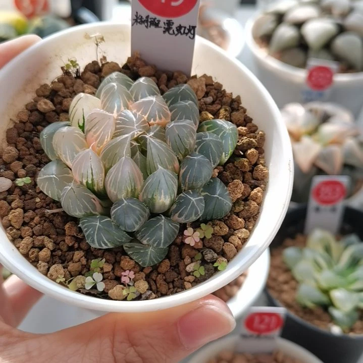 119号霓虹灯糊斑 一物一拍 带盆土发货