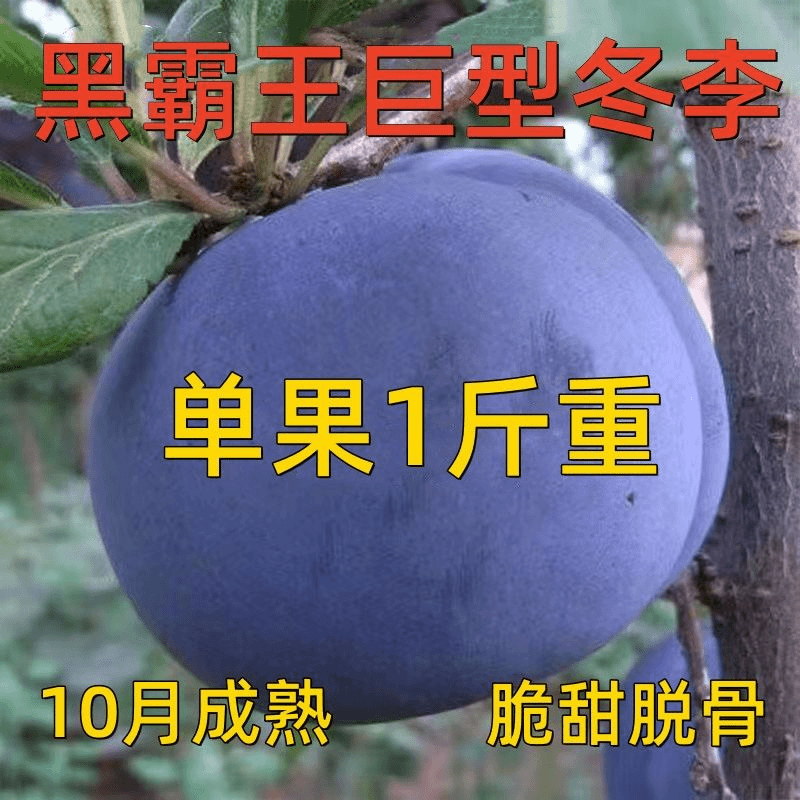 舒芙梦 嫁接李子树苗新品种特大冬李子树苗晚熟果树苗南北方种植盆栽地栽