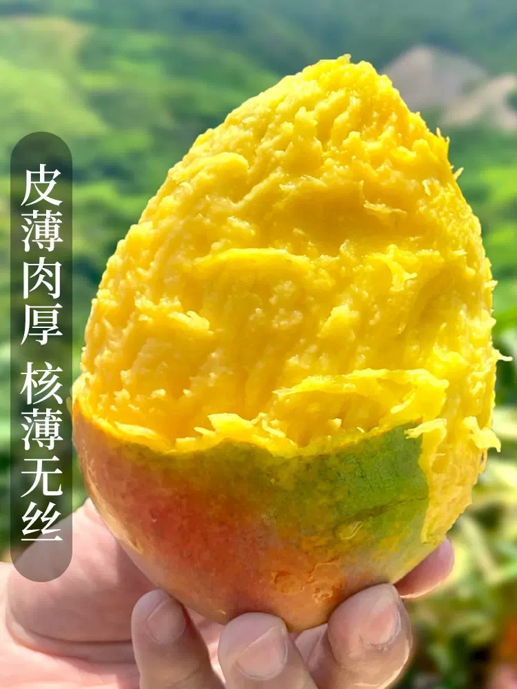 四川攀枝花凯特芒果新鲜水果当季整箱大青忙礼盒芒果