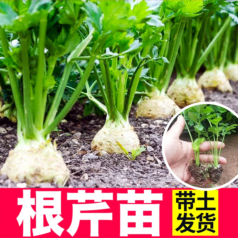 【根芹苗】地中海根芹秧苗春播蔬菜苗阳台盆栽