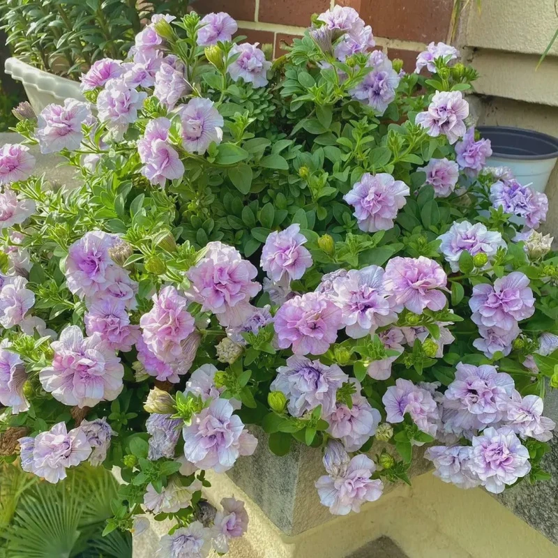 重瓣矮牵牛盆栽室内外好养阳台花卉四季开花冰淡紫伊丽莎白花苗