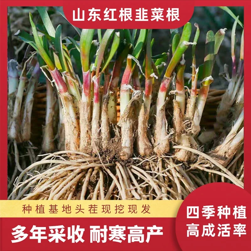 【寿光头茬韭菜根】阳台盆栽韭菜根多茬采收紫根宽叶韭菜耐寒耐热