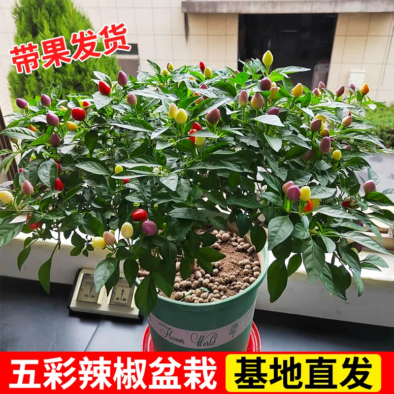 辣椒盆栽带果可食用辣椒苗阳台植物五彩椒朝天椒四季开花结果