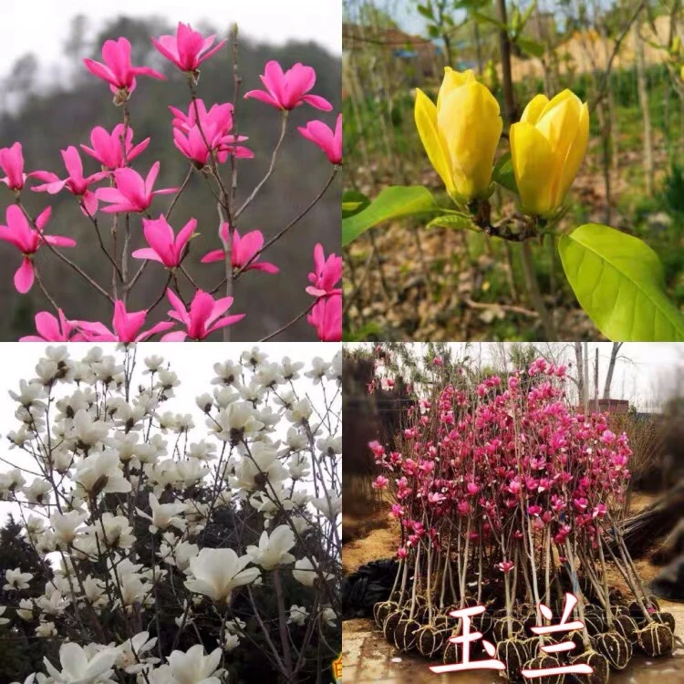 一物一拍海棠树苗盆庭院绿植物四季花卉开花好养易活玉兰丁香木槿