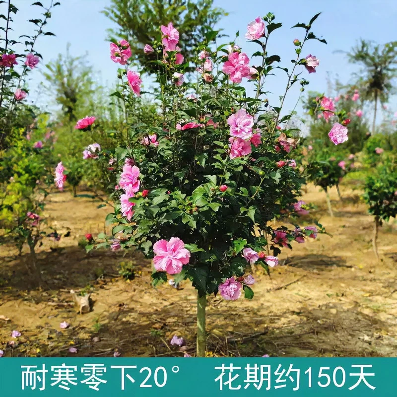 棒棒糖木槿花树苗盆栽红花木槿重瓣庭院地栽花墙当年开花耐寒植物