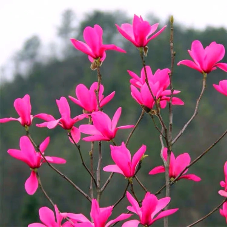 娇红玉兰花树苗玉兰花苗盆栽地栽庭院花卉开花植物红黄白紫玉兰苗