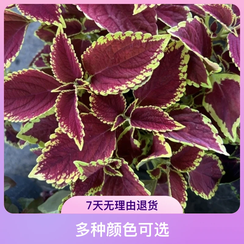 彩叶草五彩苏观叶植物室内阳台庭院清心草颜色随机