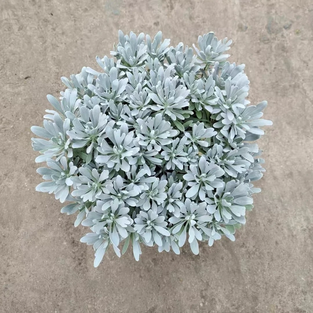 芙蓉菊 银叶菊 盆栽多年生雪艾阳台庭院观叶盆景耐寒耐热进化空气