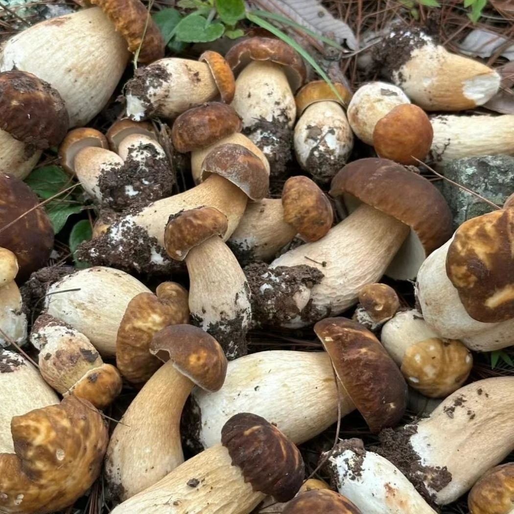 野生牛肝菌干货四川特产野生菌美味白牛肝菌山珍食用蘑菇农产品