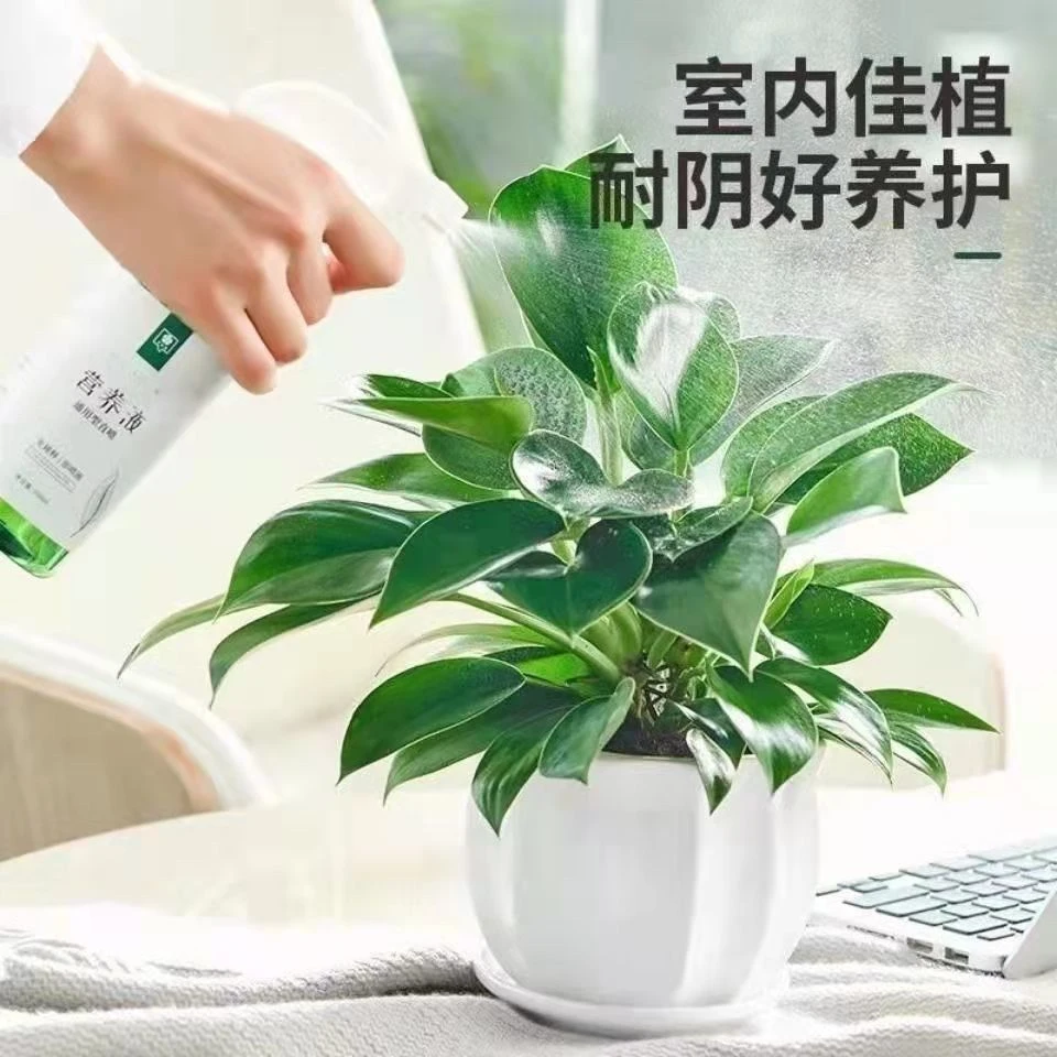 【吸甲醛植物】大叶金钻盆栽室内绿植办公室客厅四季常青水培土培