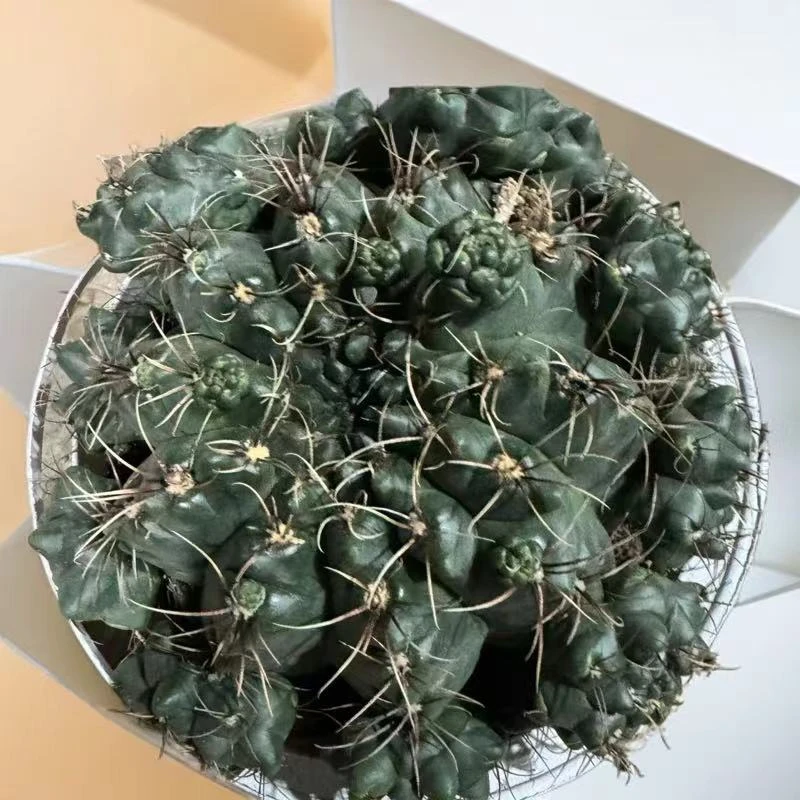 满18包邮（实生菲花玉）大