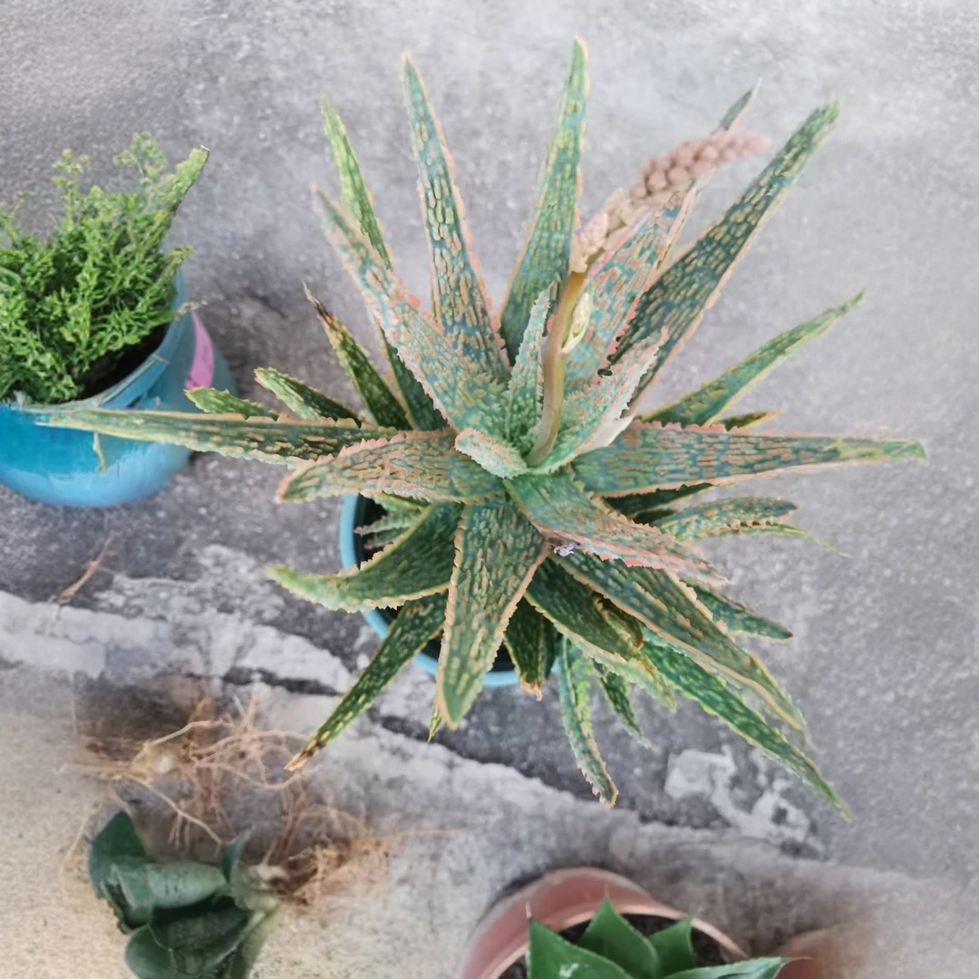 满18包邮（圣诞芦荟）