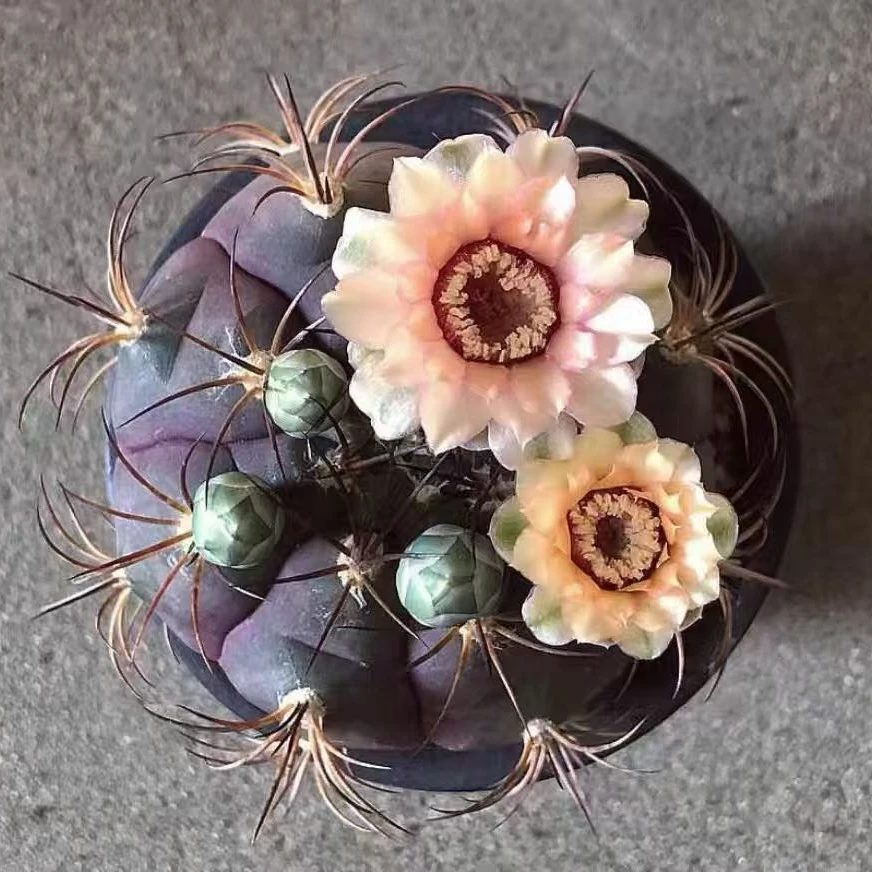 满18包邮（实生天紫玉)两颗