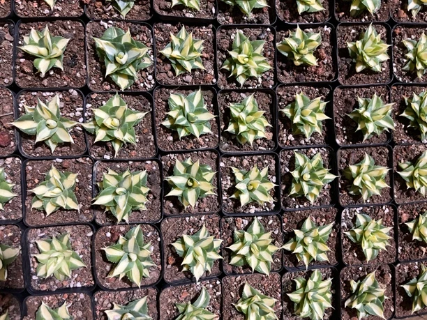 满18包邮 （黄中斑）小