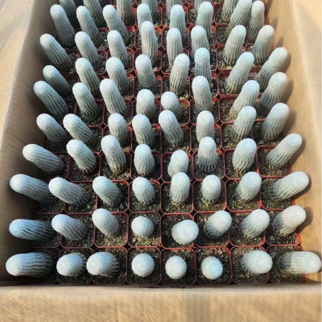 满18包邮 (自根白太阳）两颗