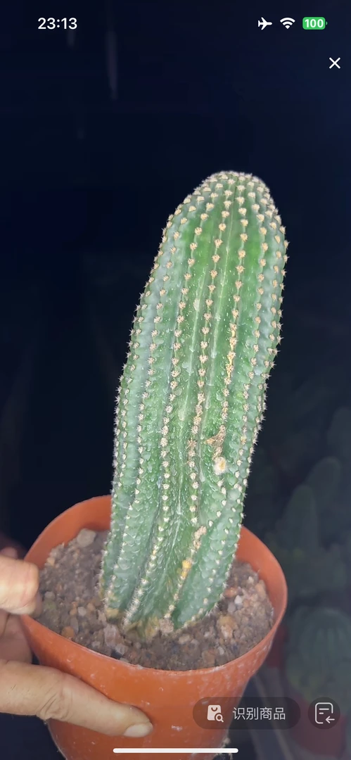 满18包邮（实生金刚）柱子