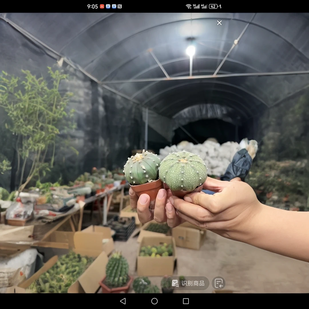 满18包邮 （兜锦两颗