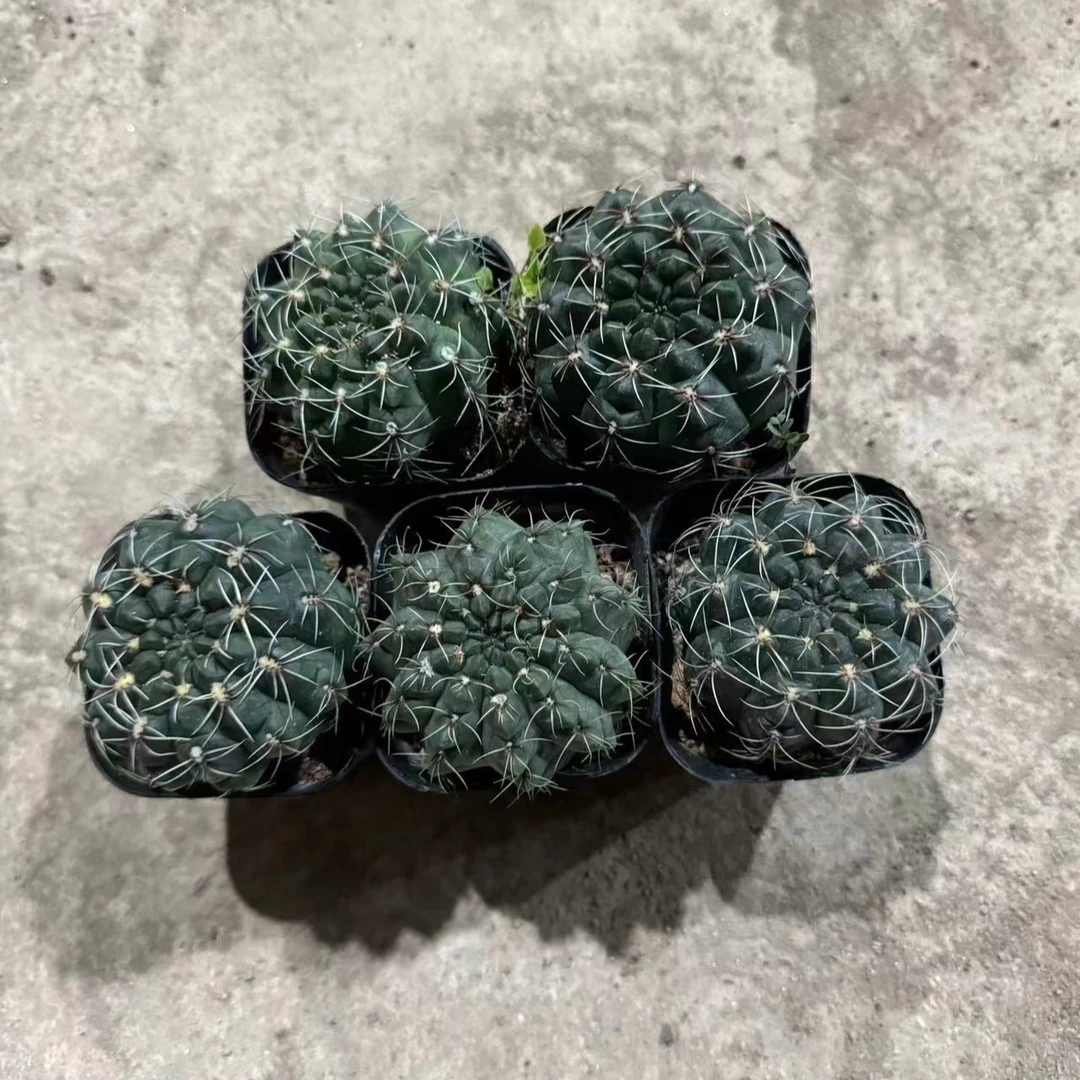 （实生菲花玉）五颗